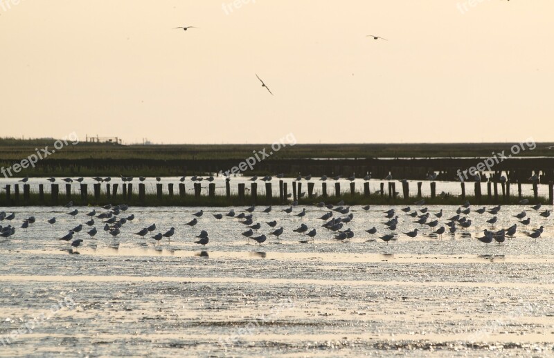 Evening Sky Wadden Sea Watts Sea Birds