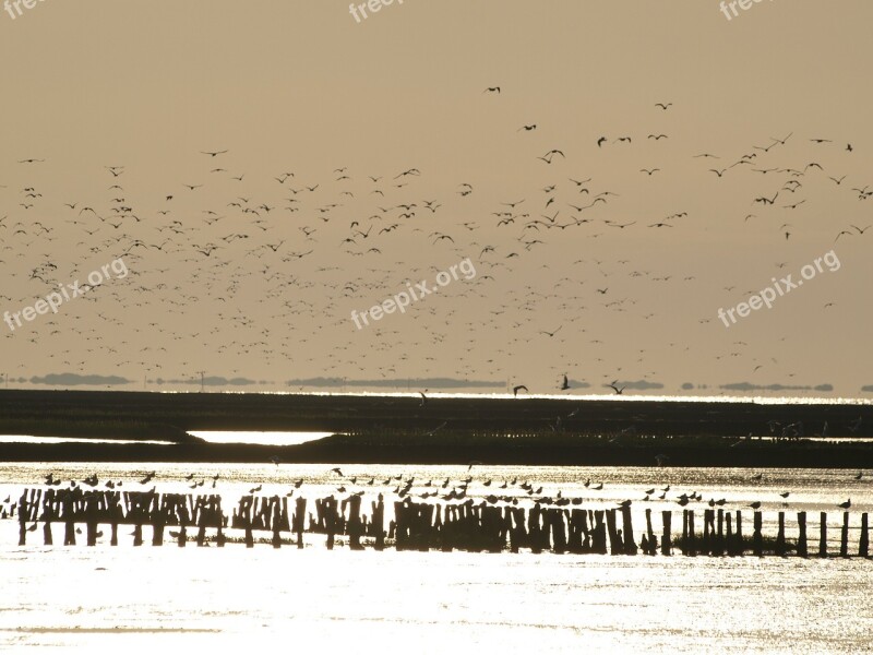 Flock Of Birds Wadden Sea Evening Sky Night's Sleep Sea