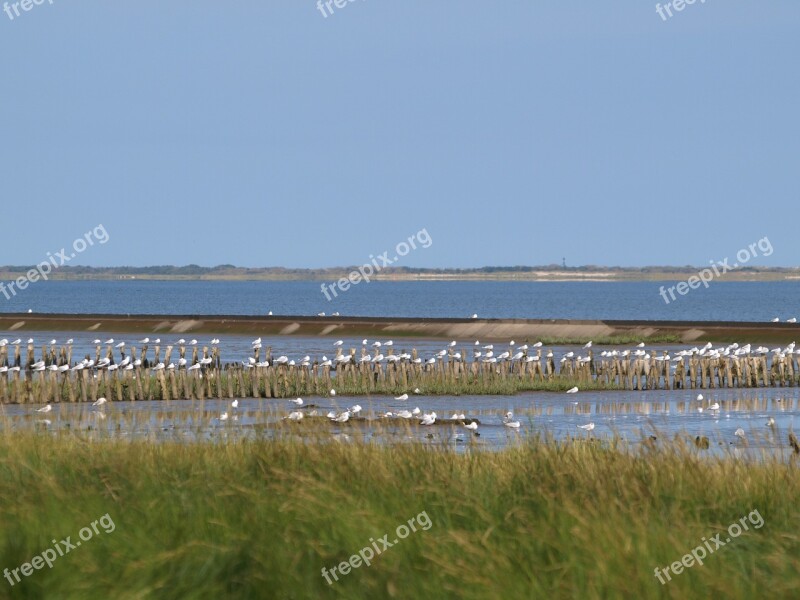 Wadden Sea Island View Ebb Gulls North Sea