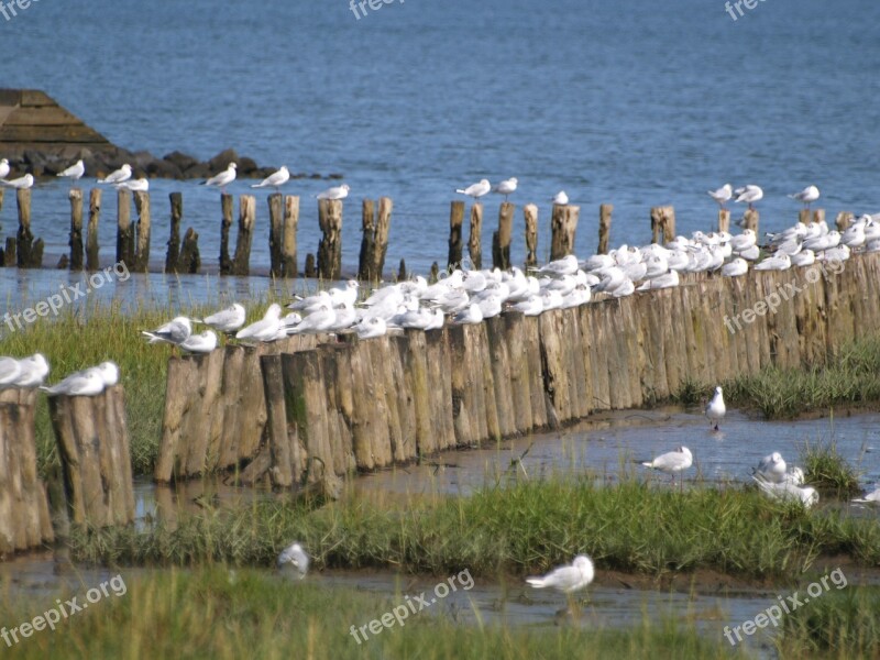 Gulls Wadden Sea Tides North Sea East Frisia