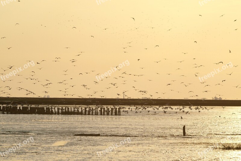 Evening Sky Birds Flock Of Birds Gulls Wadden Sea