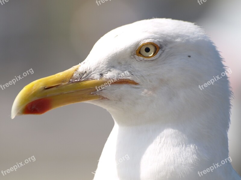 Seagull Bird Water Bird Close Up Bill