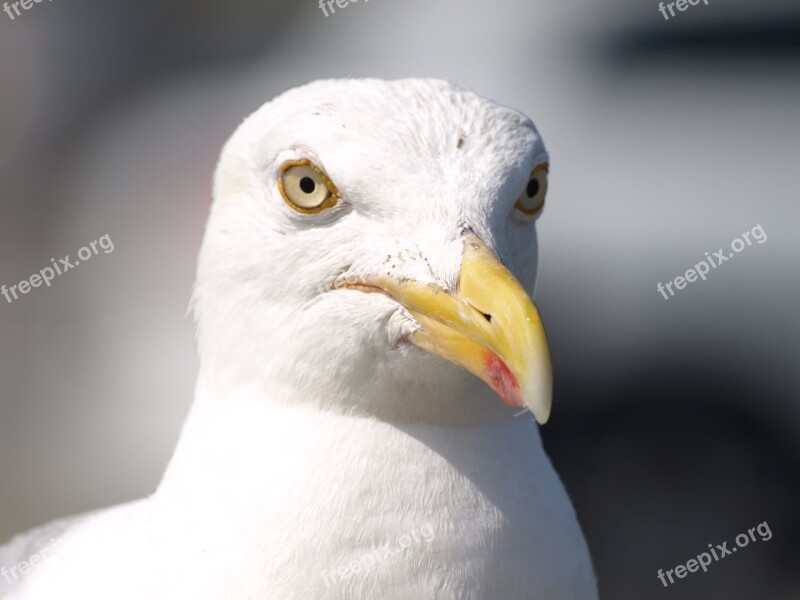 Seagull Bird Water Bird Animal Close Up