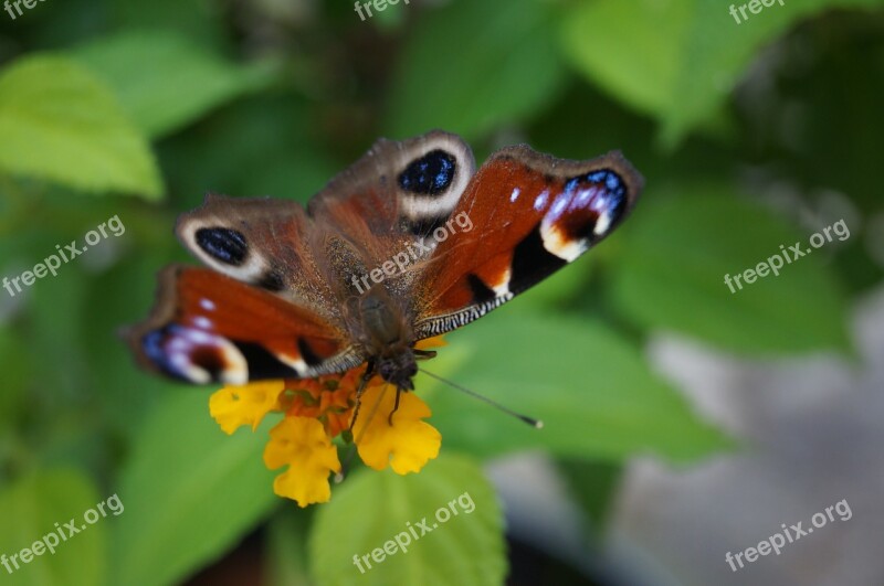 Peacock Peacock Butterfly Butterfly Nature Insect