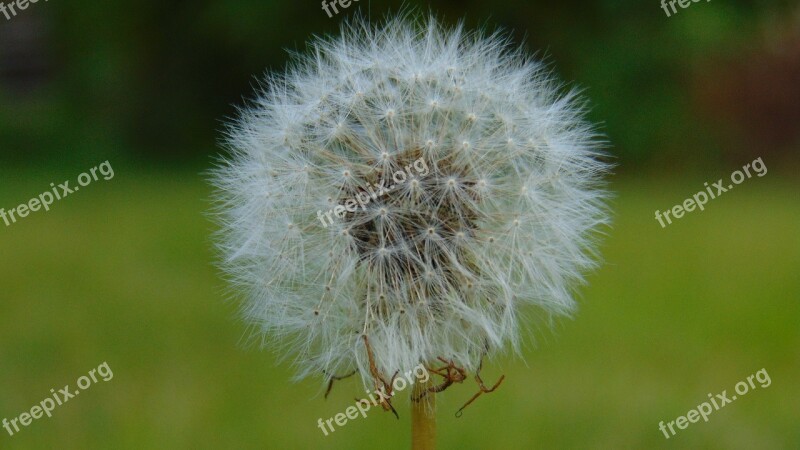 Dandelion Flower Plant White Outdoors