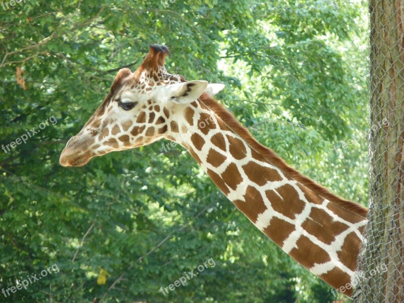 Giraffe Neck Animal Free Photos