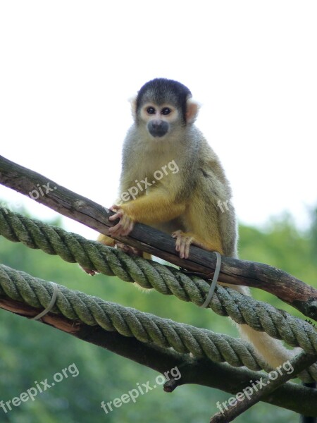 Monkey Squirrel Monkey Climb Tiergarten Zoo