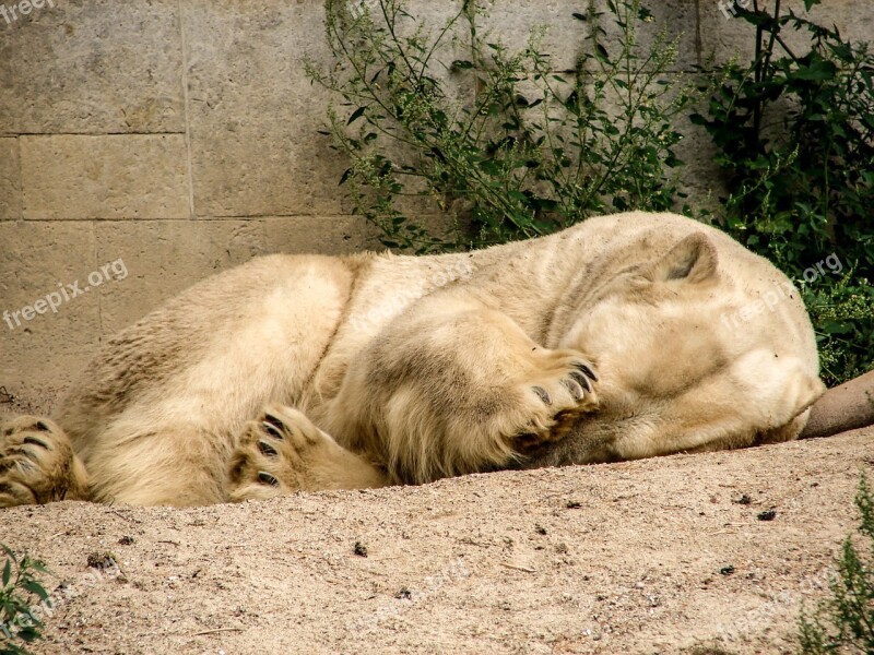 Polar Bear Bear Predator Kind Predator Sleep