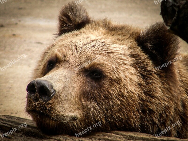 Bear Brown Bear Snout Animal Teddy