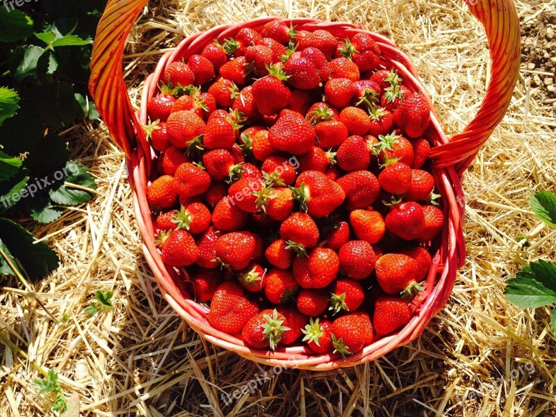 Strawberries Red Fruits Basket Eat