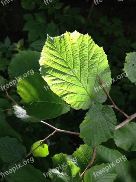 Hazelnut Hazelnut Leaf Leaf Backlighting Green