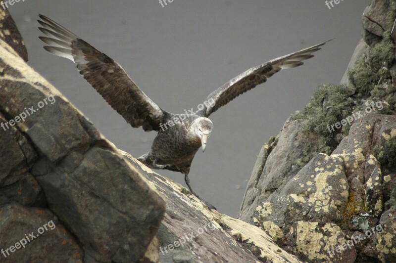 Albatross Baby Learning Nature Bird