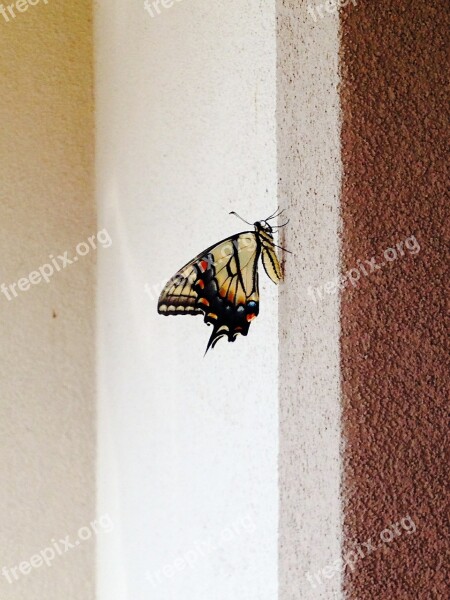 Old World Swallowtail Papilio Machaon Butterfly Animal Yellow