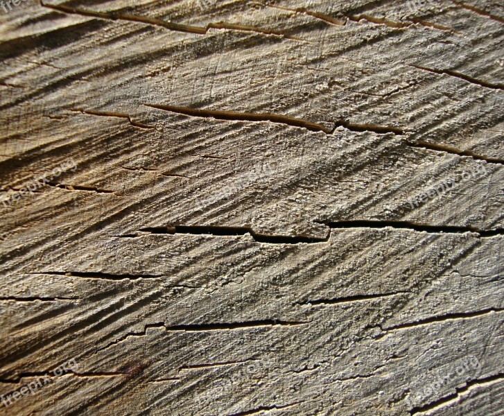 Wood Grain Tree Stump Tree Rings Trunk Texture