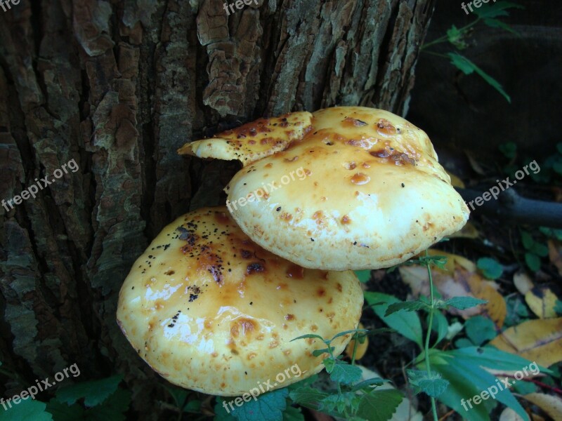 Fungi Mushrooms Toadstools Plant Nature