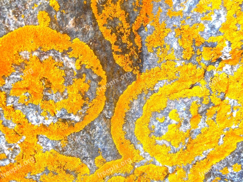 Lichens Structure Orange Pattern Natural Art