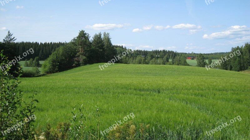 Finnish Summer Field Cornfield Green