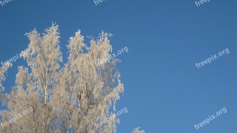 Birch Trees Winter Frost Branches Cold