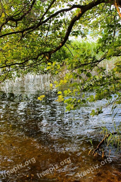 Bank Lakeside Waters Tree Branch