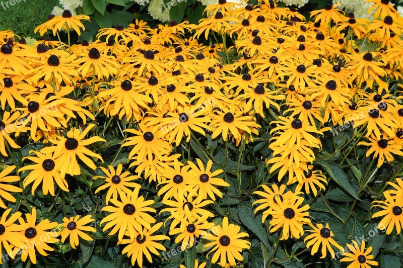 Coneflower Flowers Yellow Garden Colorful