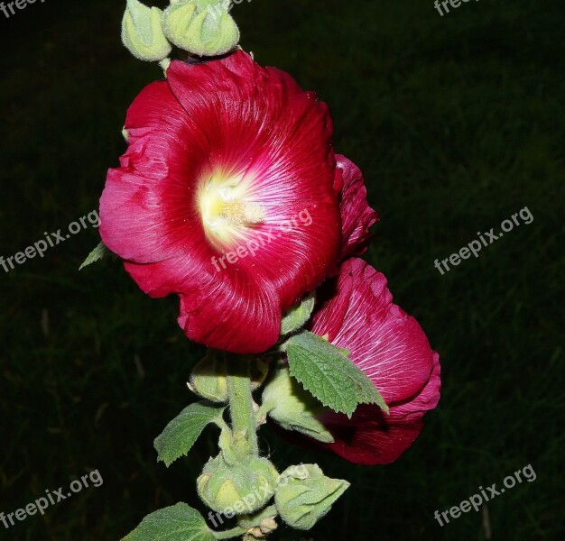 Stock Rose Blossom Bloom Stock Rose Garden Ornamental Plant