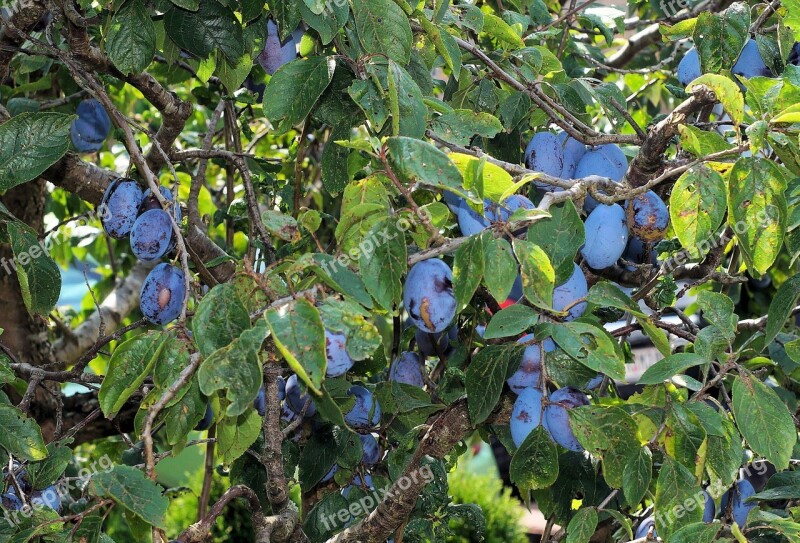 Plums Plum Tree Fruit Tree Delicious Close Up