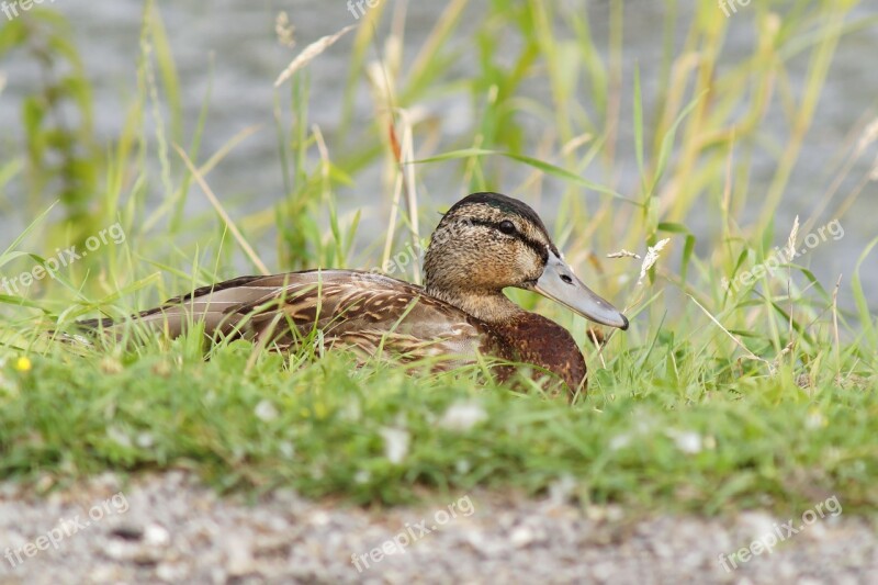 Duck Female Bird Plumage Head