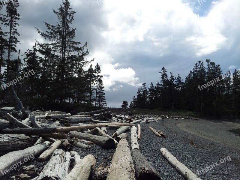 Trees Wood Driftwood Nature Forest