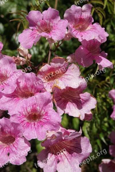 Mallow Plant Purple Mallorca Free Photos