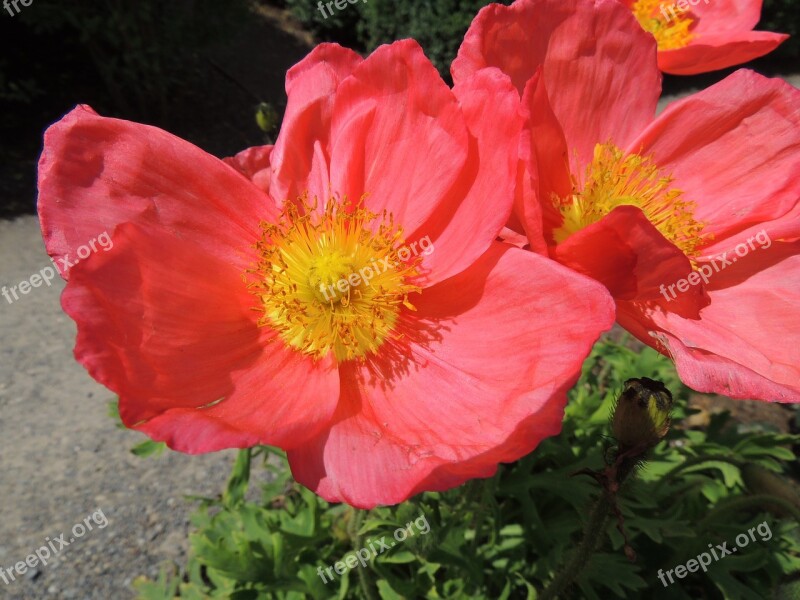 Flower Red Hibiscus Free Photos