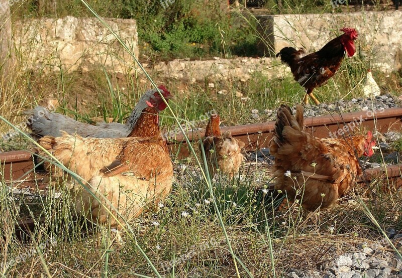 Chickens Free Running Barn Foraging Peck