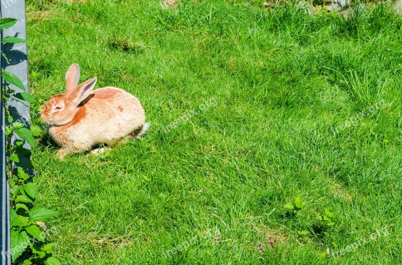 Hare Rabbit Animal Cute Fur