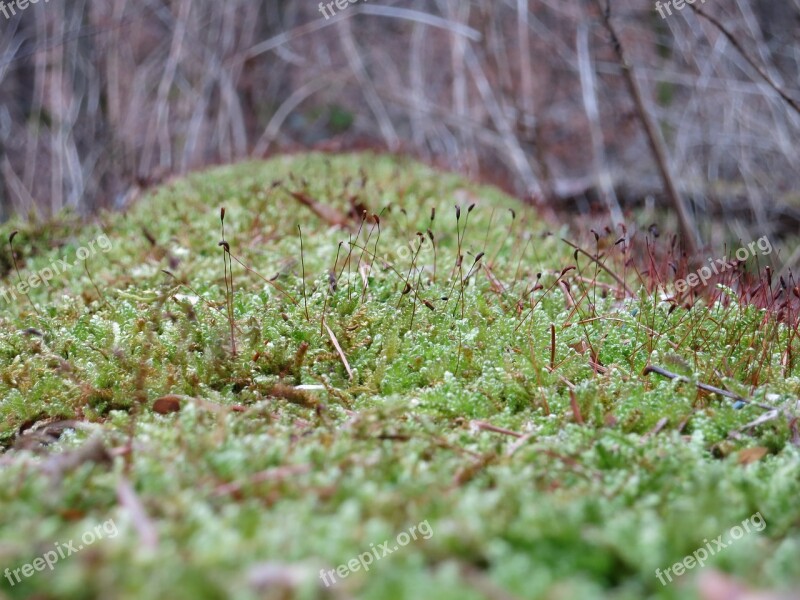 Moss Macro Nature Close Up Free Photos