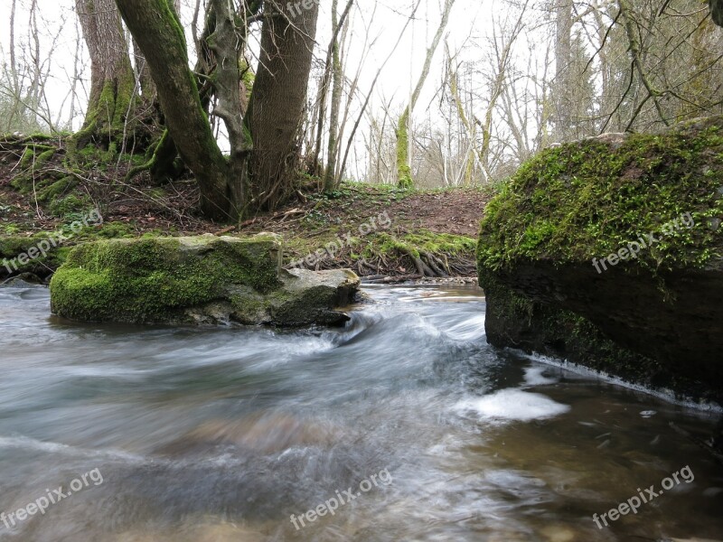 Bach Moss Water Forest Free Photos