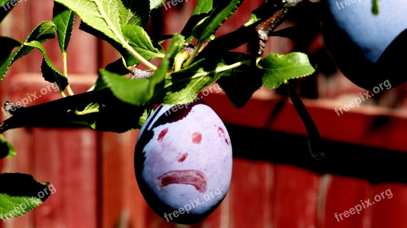 Fruit Prune Face Funny Purple