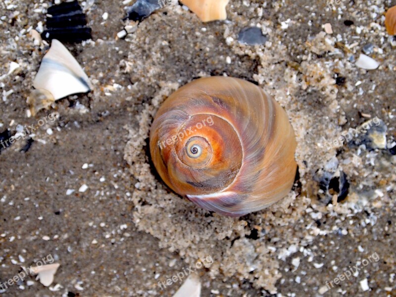 Seashell Shell Sand Beach Shore