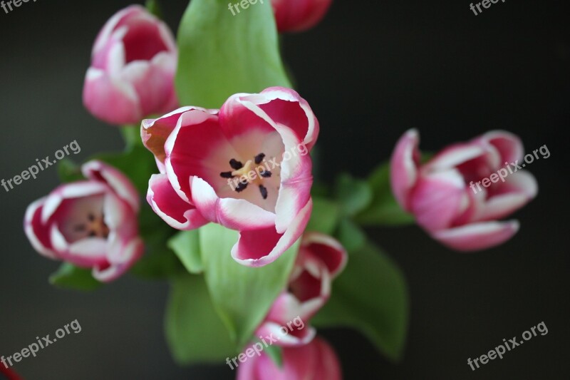 Tulip Flower Nature Flowers Pink