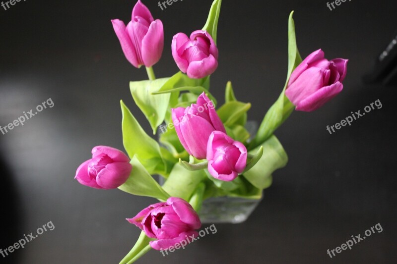 Tulip Flower Nature Flowers Pink