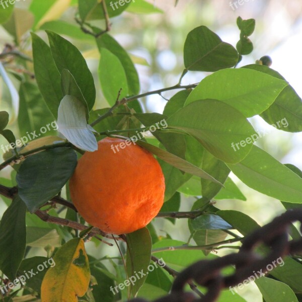 Bitter Orange Plant Orange Food Natural