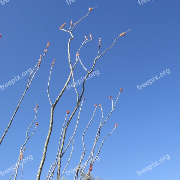 Fouquieria Splendens Flower Ocotillo Fouqueria Desert