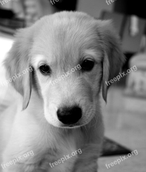 Dog Puppy Golden Retriever Adorable Purebred