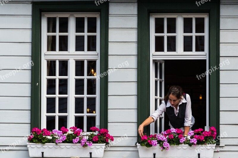 Windows Window Flowers Watering Grow