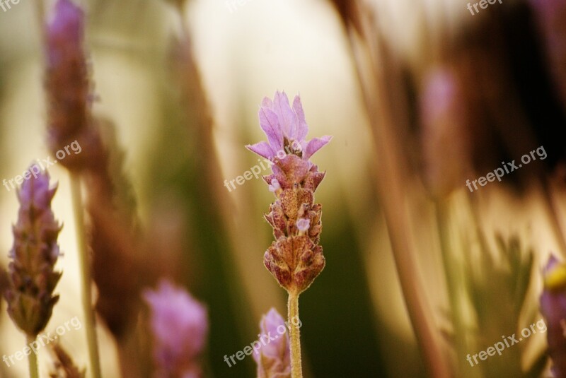 Lavender Flower Macro Garden Summer