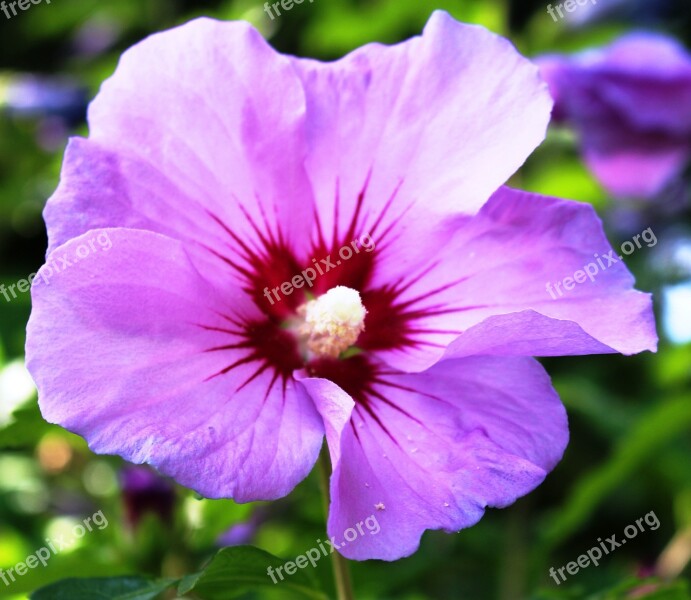 Petunia Flowers After Shadow Green Ornamental Plant Beautiful