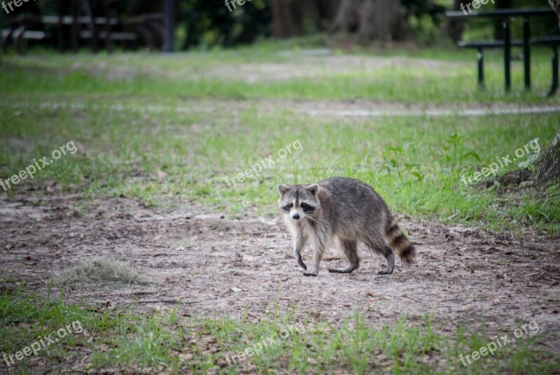 Raccoon Animal Mammal Wildlife Nature