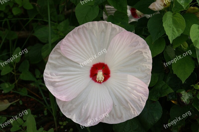 Hibiscus Flower Floral White Closeup