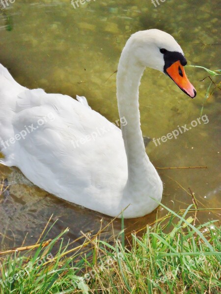 Swan Water Animals Nature Pond