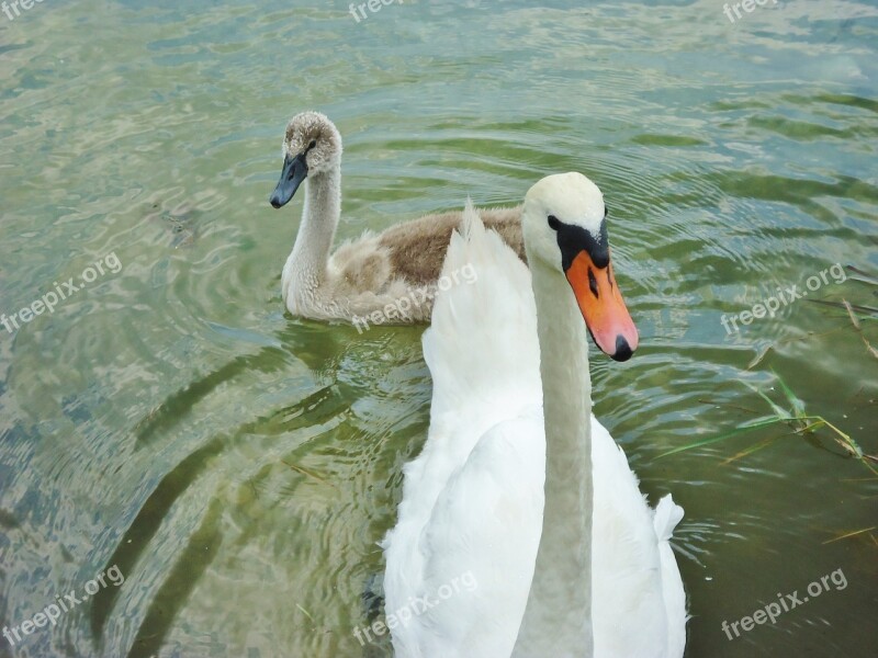 Swan Baby Water Family Animals