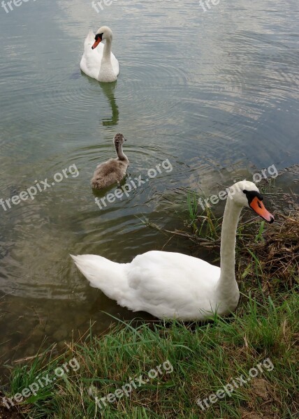 Swan Baby Water Family Animals