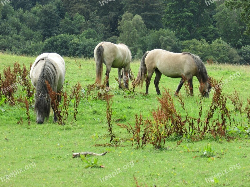 Horses Field Grazing Animal Farm